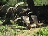 2 Classic Adirondack Chairs in an Oxfordshire garden